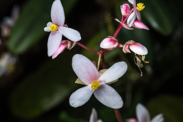 Begonia Flores Begonia Subnummularifolia — Fotografia de Stock