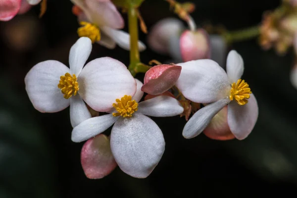 Flowers Begonia Species Begonia Brachypoda — стоковое фото