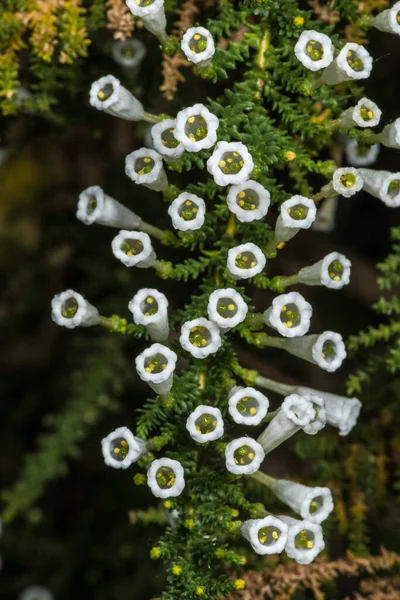 Pichi Bitkisi Çiçekleri Fabiana Imbricata — Stok fotoğraf