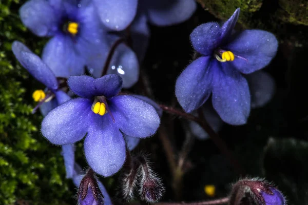 Flower Erica Barbarossa — Stock Photo, Image