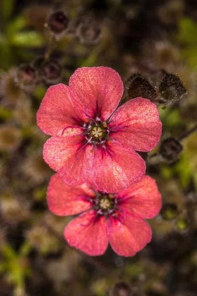 Kwiaty Rosiczki Czarnej Drosera Pulchella — Zdjęcie stockowe