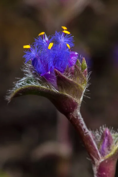 Flower Furry Kittens Pussy Ears Cyanotis Somaliensis — стоковое фото