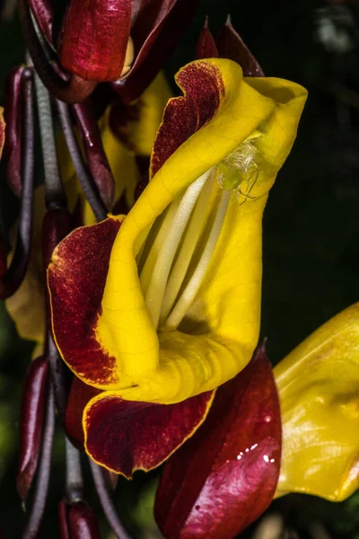 Blüten Der Indischen Uhrenrebe Thunbergia Mysorensis — Stockfoto