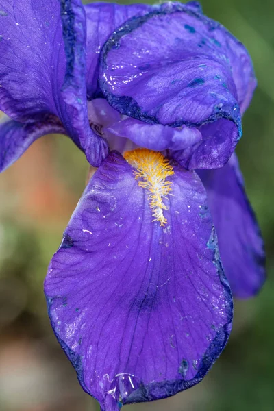 Iris Flower Iris Pallida Susp Illyrica — Stock Photo, Image