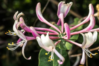 İtalyan Woodbine Çiçeği (Lonicera caprifolium)