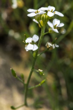 Alp Hutchinsia (Pritzelago alpina subsp. alpina)