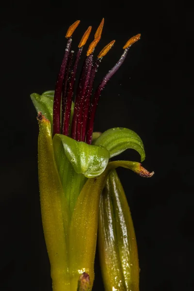 Fiore Della Nuova Zelanda Lino Wharariki Phormium Cookianum — Foto Stock