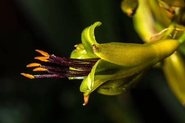 Flower New Zealand Flax Wharariki Phormium Cookianum — Stock Photo, Image