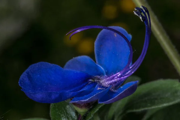 Flower Blue Glory Bower Blue Butterfly Bush Rotheca Myricoides — Stock Photo, Image