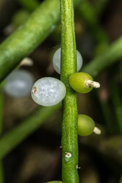 Fruits Mistletoe Cactus Rhipsalis Baccifera Subsp Baccifera — Stock Photo, Image