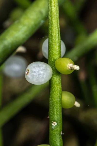 Frutos Cacto Visco Rhipsalis Baccifera Subsp Baccifera — Fotografia de Stock