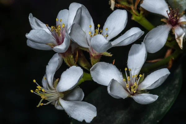 Άνθη Του Yeddo Hawthorne Rhaphiolepsis Umbellata — Φωτογραφία Αρχείου