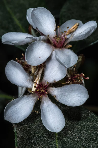 Flowers Yeddo Hawthorne Rhaphiolepsis Umbellata — Stock Photo, Image