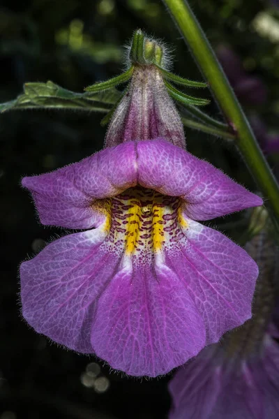 Λουλούδι Της Κινεζικής Foxglove Rehmannia Elata — Φωτογραφία Αρχείου
