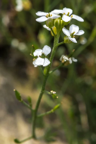 Alp Hutchinsia Pritzelago Alpina Subsp Alpina — Stok fotoğraf