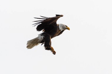 Yetişkin Kel Kartal (Haliaeetus leucocephalus)