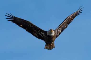 Uçuşta Yetişkin Kel Kartal (Haliaeetus leucocephalus)