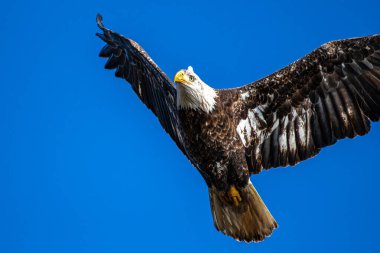 Uçuşta Yetişkin Kel Kartal (Haliaeetus leucocephalus)