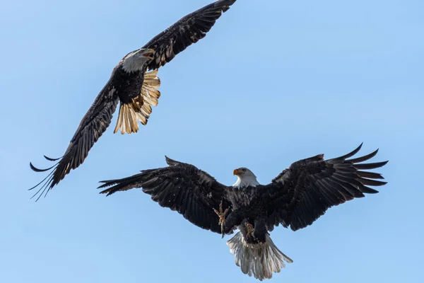 Kampen Mot Havsörn Haliaeetus Leucocephalus — Stockfoto