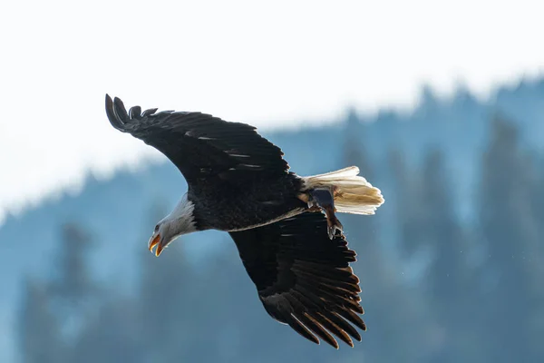 Adult Bald Eagle Haliaeetus Leucocephalus Caught Kokanee Salmon Oncorhynchus Nerka — Stock Photo, Image