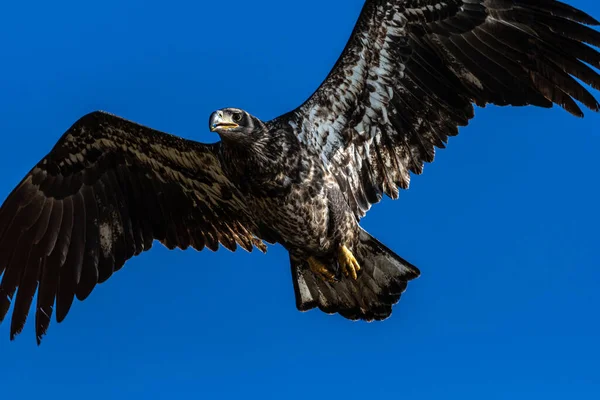 Young Bald Eagle Haliaeetus Leucocephalus Flygning — Stockfoto