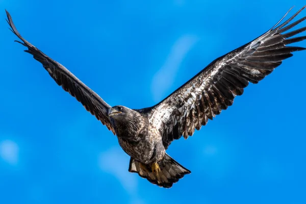 飛行中のヤングバルドイーグル ハリエトゥス ルコセファルス — ストック写真