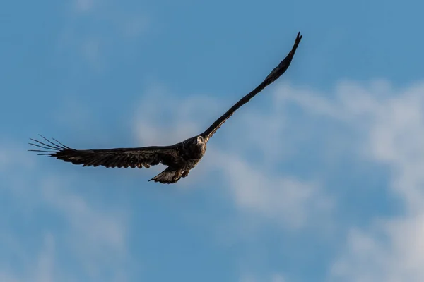 Young Bald Eagle Haliaeetus Leucocephalus Flight — Stock Photo, Image