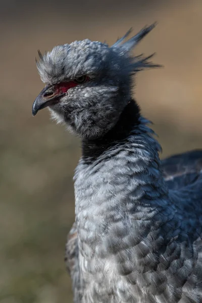 Crested Vagy Southern Screamer Chauna Torquata — Stock Fotó