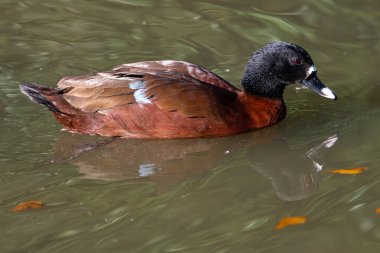 Yüzen Hartlaub Ördeği (Pteronetta hartlauthe))