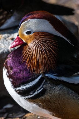 Erkek ördek (Aix galericulata)