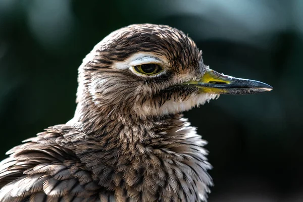 Bush Taş Bukle Veya Bush Kalın Diz Burhinus Grallarius — Stok fotoğraf