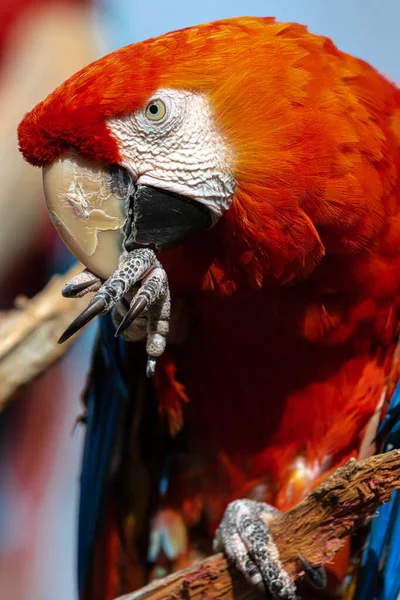 Potrait Šarlatu Macaw Ara Macao — Stock fotografie