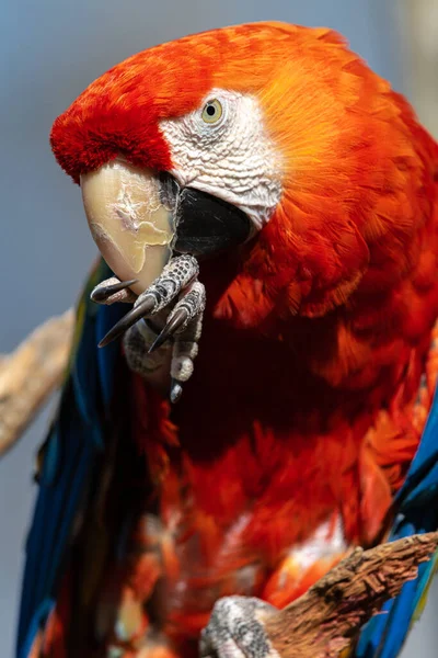 Potrait Šarlatu Macaw Ara Macao — Stock fotografie