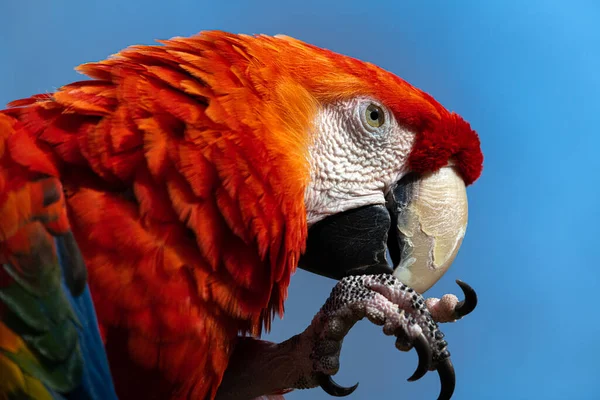 Potrait Šarlatu Macaw Ara Macao — Stock fotografie