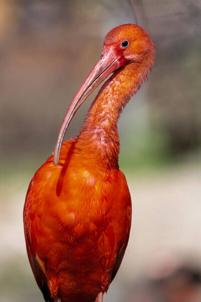 Scarlet Ibis (Eudocimus ruber) Bird