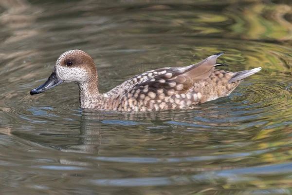 Zwemmende Gemarmerde Aal Marmaronetta Angustirostris — Stockfoto