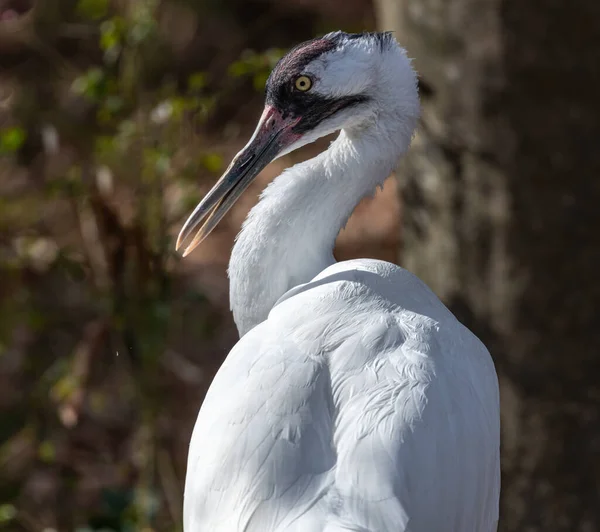 Boğmaca Turnası Portresi (Grus americana)