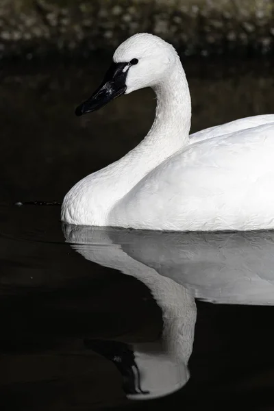 Schwimmender Trumpeter Swan Cygnus Buccinator — Stockfoto