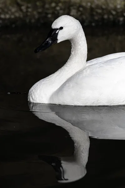 Cisne Trompetista Natação Cygnus Buccinator — Fotografia de Stock