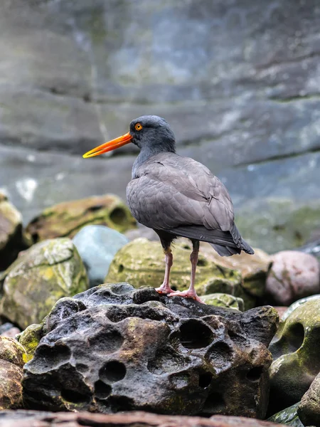 Oysterfisher Negro Haematopus Bachmani — Foto de Stock