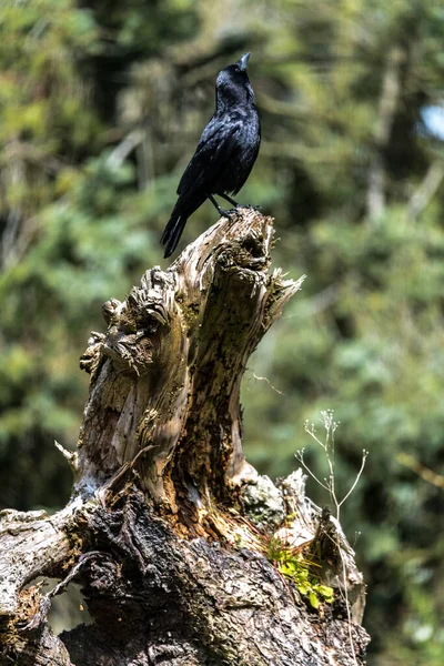 Обыкновенный Ворон Corvus Corax Дереве — стоковое фото