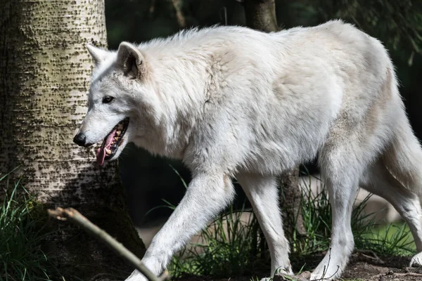 Portrait of White Wolf (Canis lupus)