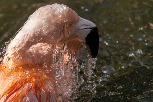 Portret Van Chileense Flamingo Phoenicopterus Chilensis — Stockfoto