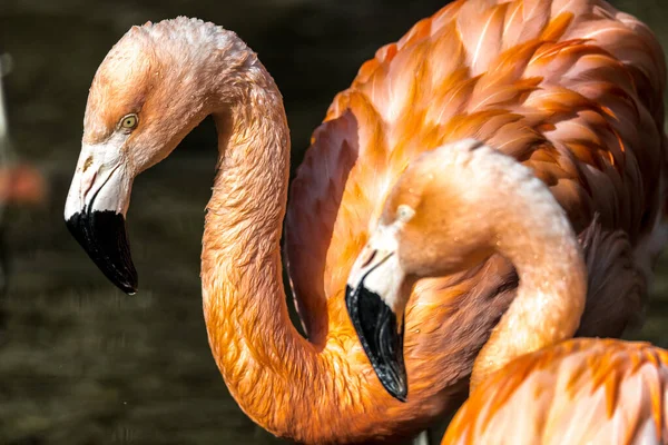 Πορτρέτο Της Χιλής Flamingo Phoenicopterus Chilensis — Φωτογραφία Αρχείου