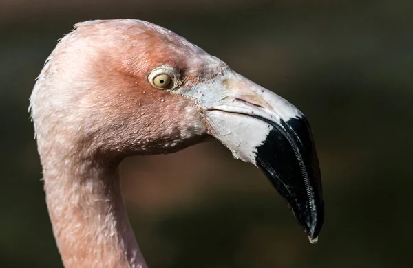 Retrato Flamingo Chileno Phoenicopterus Chilensis — Fotografia de Stock