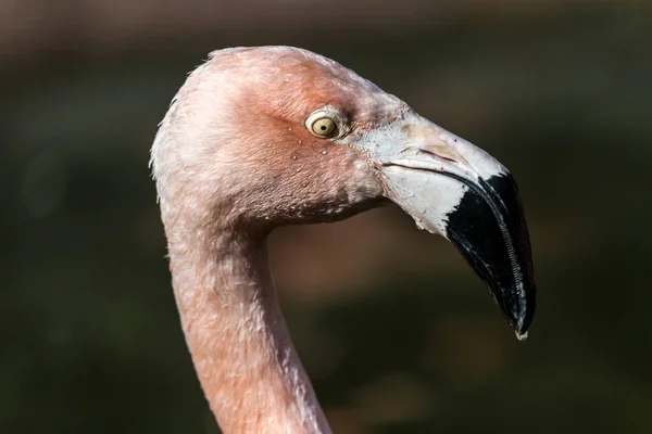 Portret Chilijskiego Flaminga Fenicopterus Chilensis — Zdjęcie stockowe