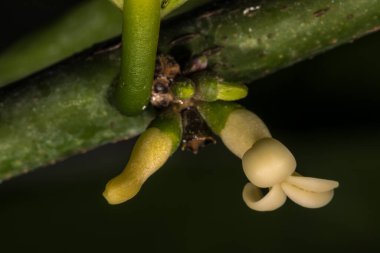 Malezya Persimmon Çiçeği (Diospyros maritima)