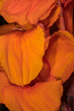 Bir Canna Çiçeğinin Yaprakları