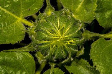Ayçiçeğinin çiçek tomurcuğu (Helianthus annuus)