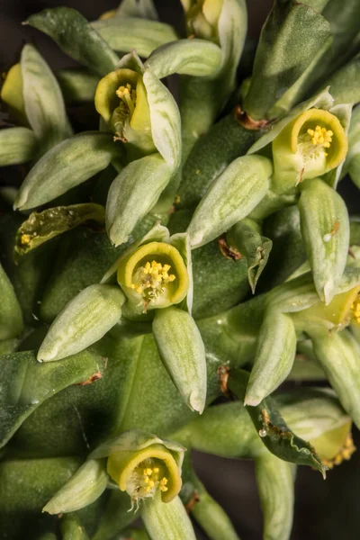 モナジウムの花 モナジウム スタペリオイド — ストック写真